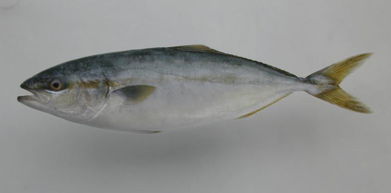 buri