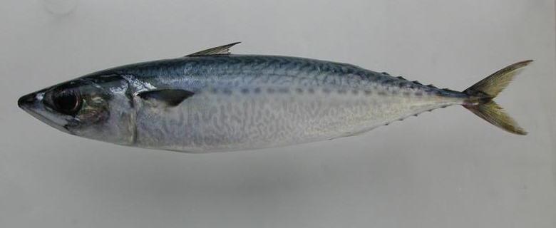 gomasaba