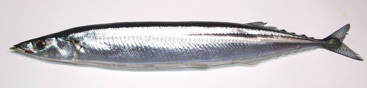 sanma