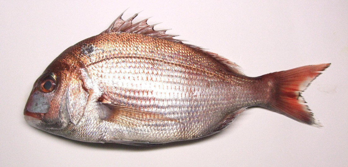 tai